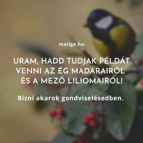 Uram, hadd tudjak példát venni az ég madarairól és a mező liliomairól! Bízni akarok gondviselésedben. 